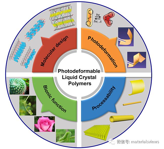 AM綜述：光致形變液晶高分子及其柔性執行器的發展與展望