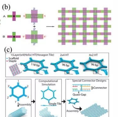 2DOBM的自組裝原理和策略，以及2DOBM的結構剪裁、功能調整和生物相關應用