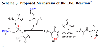 J. Am. Chem. Soc. | 還原性聯(lián)硒-硒酯偶聯(lián)反應制備肽段