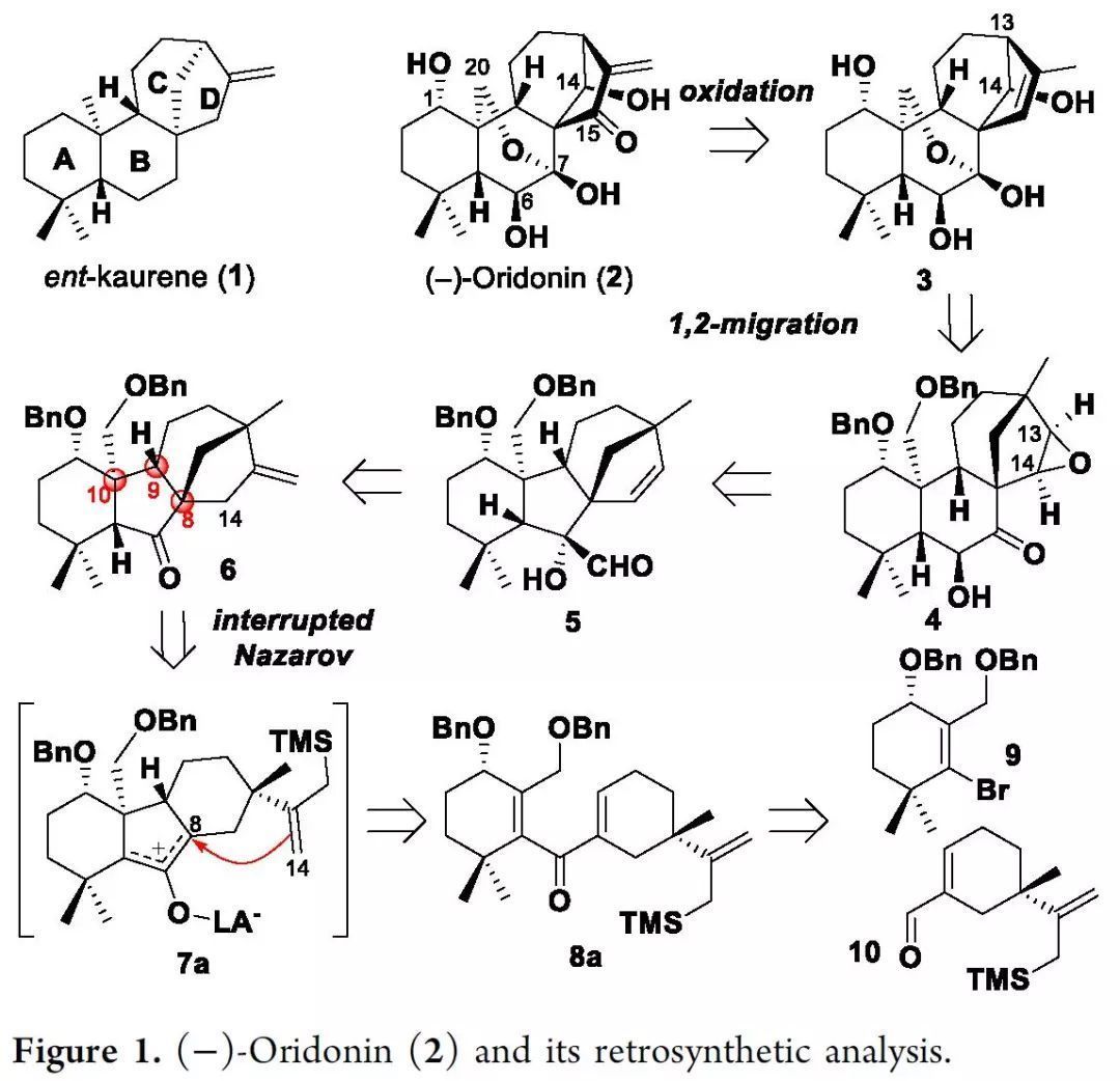 JACS：北大羅佗平教授課題組首次實現了(-)-Oridonin（2）的對映選擇性全合成