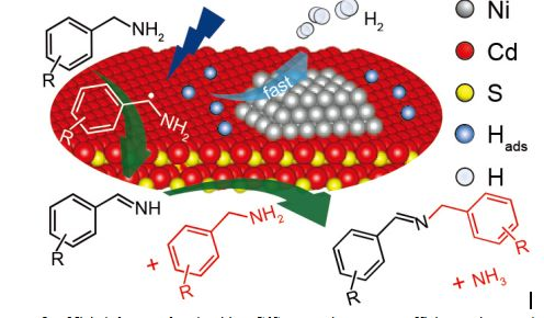 蘇韌/張兵教授：光錨定鎳納米簇用于促進有機胺的光催化脫氫偶聯