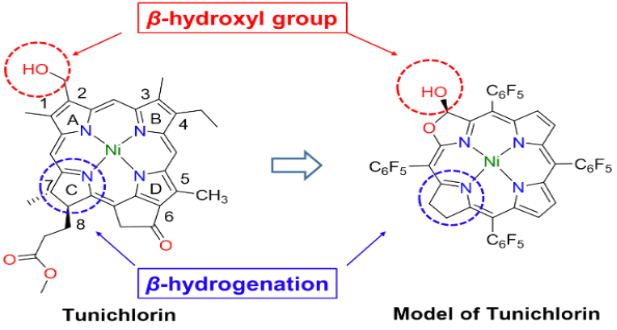 揭秘鎳葉綠素： 破譯β-卟吩羥基取代的功能