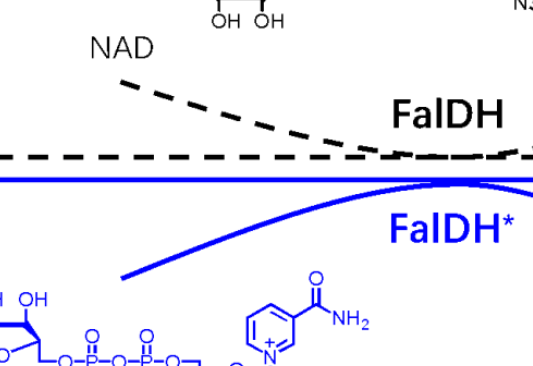 ChemBioChem：讓甲醛脫氫酶使用非天然輔酶