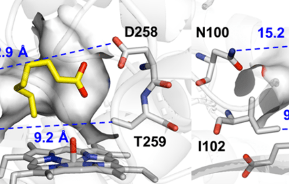 ChemBioChem：精雕細刻酶的活性位點，強化中鏈脂肪酸的末端羥化能力