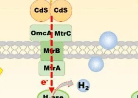 熊宇杰/盛國平JACS：生物-非生物混合系統光驅動制氫的可逆電子轉移鏈