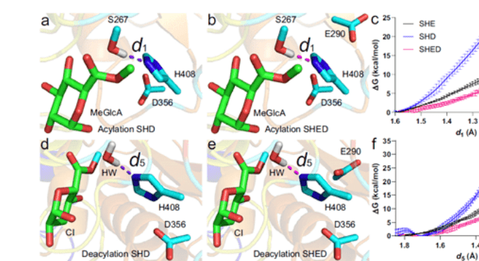 【Nat. Commun.】葡萄糖醛酸酯酶的機理和生物質關聯：一種具有生物質轉化潛力的α/β水解酶