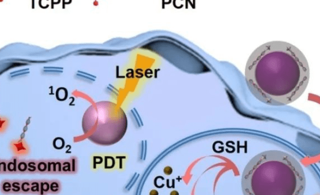Chem. Eur. J. ：內源靶標激活型核殼異質MOF助力光動力-基因協同誘導細胞凋亡