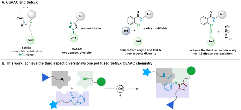 Angew. Chem.：一種整合“硒氮交換點擊化學-SeNEx”和CuAAC的多組分反應