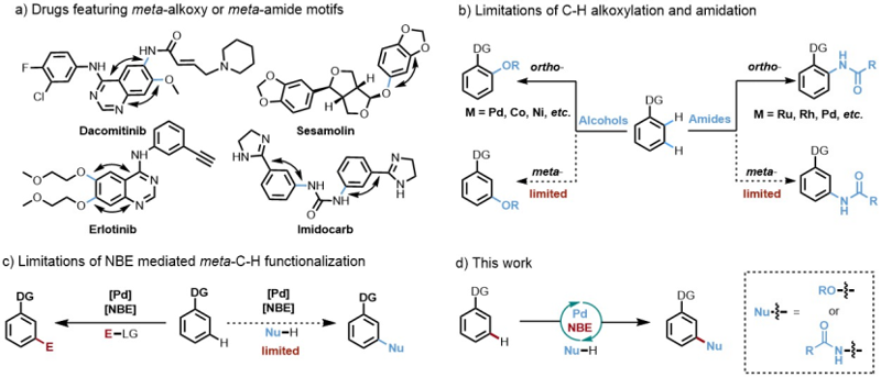 Angew. Chem. ：通過親核試劑極性反轉實現鈀催化間位C─H烷氧化和酰胺化