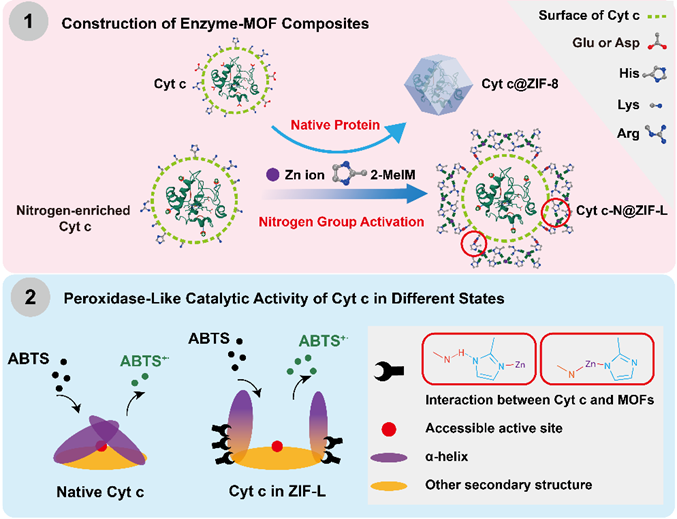 Angew. Chem. ：酶表面殘基誘導的金屬有機框架晶型調控與酶活性強化