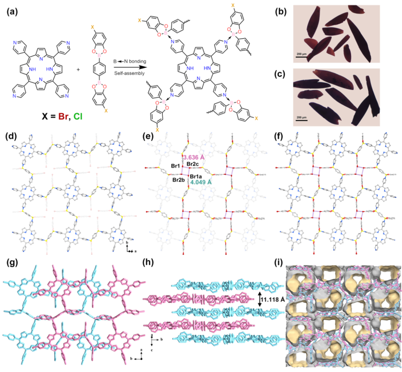 Angew. Chem.：鹵鍵和B-N鍵協(xié)同組裝單晶二維卟啉基有機(jī)聚合物