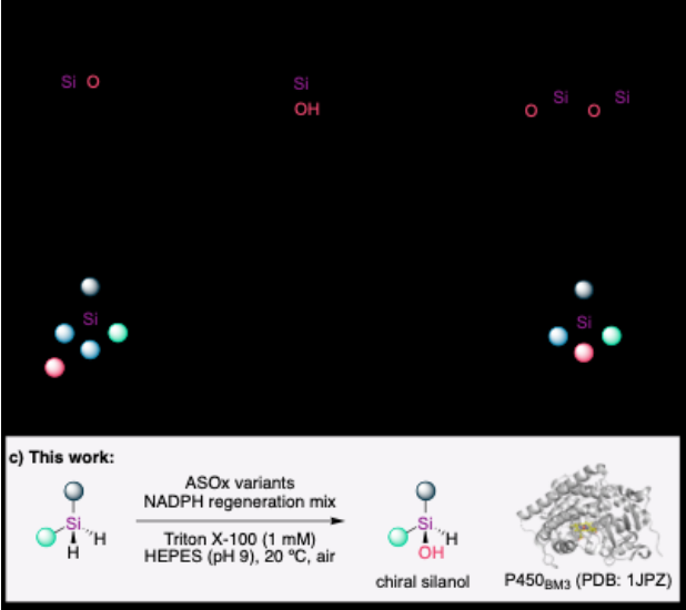 Angew. Chem. ： 基于硅烷轉(zhuǎn)化的生物合成平臺構(gòu)筑硅手性中心