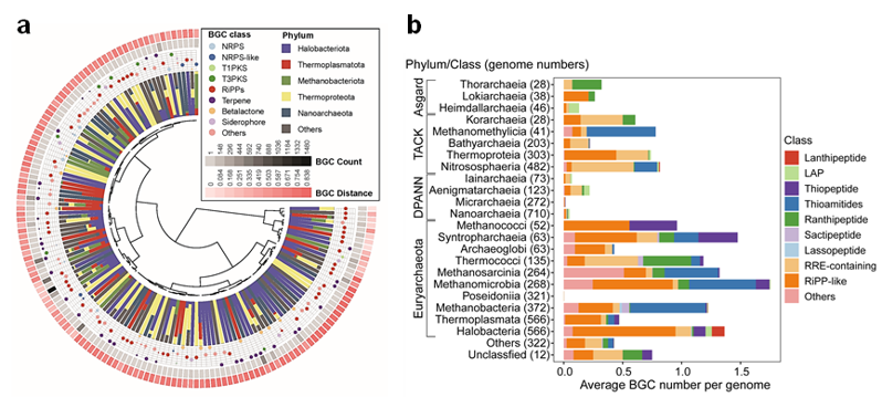 Angew. Chem. ：古菌的化學語言：極端環境中的生存智慧