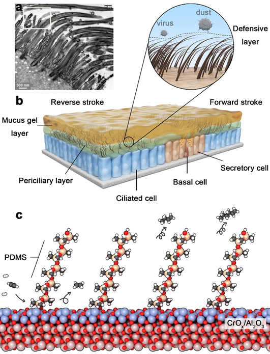 Angew. Chem. ：仿生設計具有自活化功能的PDMS-CrO?/Al?O?乙炔選擇性加氫催化劑