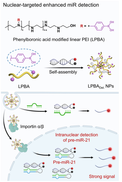 Angew. Chem. ：細胞核靶向核酸載體用于核內microRNA成像和基因編輯，在單細胞水上追蹤基因編輯進程