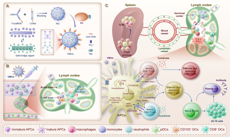 Angew. Chem. ：新型病毒仿生疫苗：基于“鹽橋拉鏈”的疫苗組裝策略與免疫應(yīng)答優(yōu)化