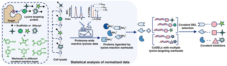 Angew. Chem. ：蛋白質(zhì)組學(xué)數(shù)據(jù)與共價(jià)DNA編碼化學(xué)庫(kù)技術(shù)聯(lián)用發(fā)現(xiàn)賴氨酸靶向共價(jià)抑制劑
