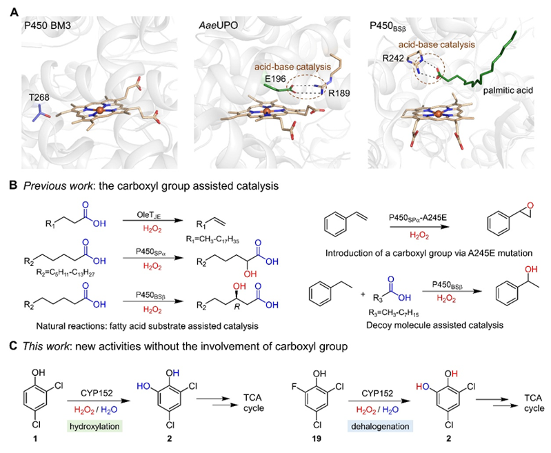 Angew. Chem. ：P450過加氧酶的新反應(yīng)和新機(jī)制