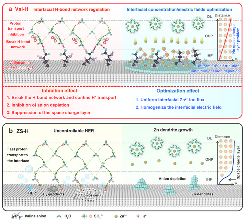 Angew. Chem. ：通過D-纈氨酸陰離子調控界面氫鍵網絡、濃度場及電場實現高效水系鋅離子電池