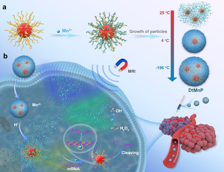 Angew. Chem. ：低溫介導錳基納米制劑組裝及其腫瘤成像與治療