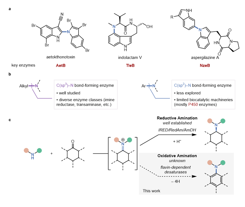 Angew. Chem. : 非天然苯胺合成酶催化平臺