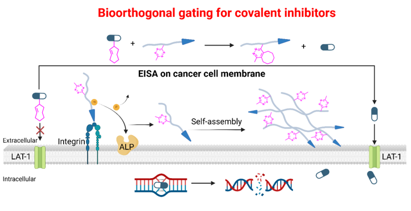 Angew. Chem.：共價抑制劑的生物正交前藥策略