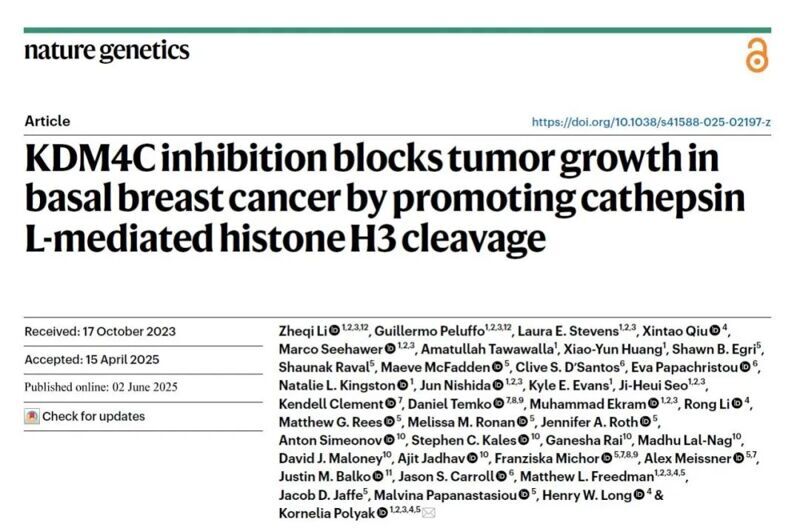 Nat. Genet. | KDM4C抑制通過促進組織蛋白酶L介導的組蛋白H3切割抑制基底乳腺癌的腫瘤生長
