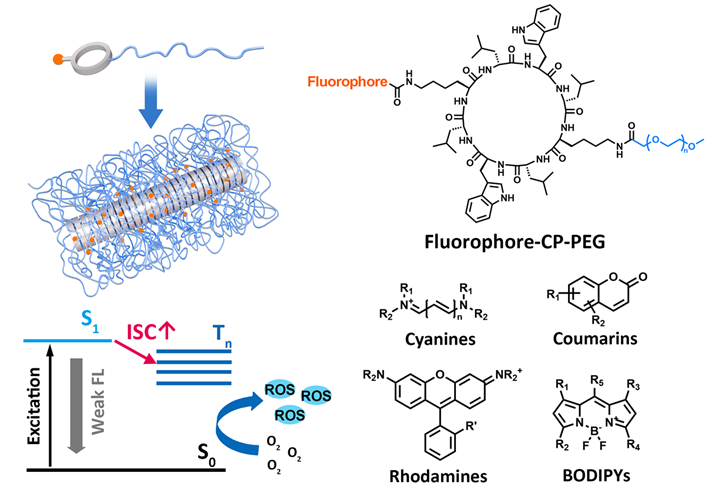 Angew. Chem. ：基于傳統(tǒng)熒光染料的無(wú)重原子超分子光敏劑