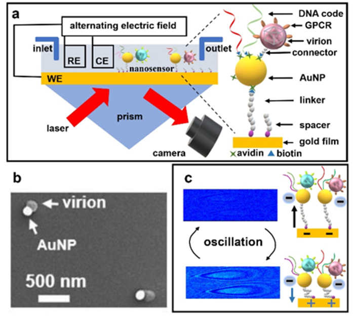 Angew. Chem. ：電場(chǎng)驅(qū)動(dòng)的表面等離子體單顆粒編碼成像測(cè)量小分子-膜蛋白結(jié)合動(dòng)力學(xué)