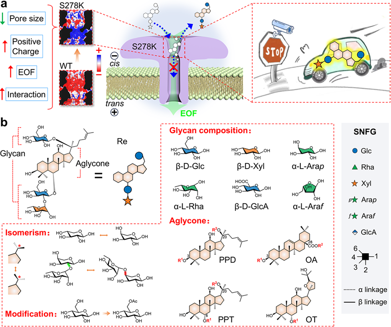 Angew. Chem. ：異構多樣人參皂苷的識別：利用工程化Aerolysin納米孔的非易位堵塞傳感方法