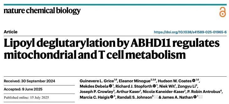 Nat. Chem. Biol. | ABHD11介導(dǎo)的硫辛酰去戊二酰化調(diào)節(jié)線粒體和T細胞代謝