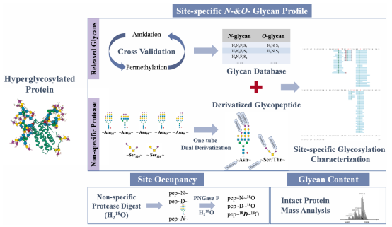 Anal.Chem.|通過綜合方法揭示高度糖基化促紅細胞生成素藥物的準確位點特異性N -和O-糖基化