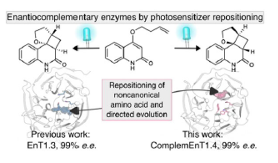 【ACIE】光敏劑重定位實現[2+2]環加成反應的對映互補性酶
