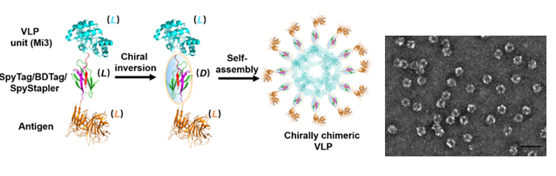 Angew. Chem. ：革命性疫苗技術(shù)誕生！