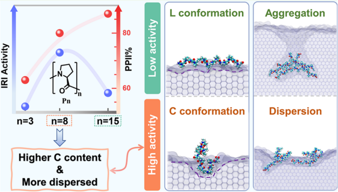 Biomacromolecules | 寡聚脯氨酸鏈長依賴的抗凍活性原子級見解