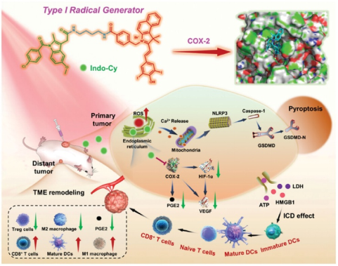 Advanced Science：大工團隊提出“一石三鳥”策略構筑光驅動焦亡染料用于腫瘤免疫治療