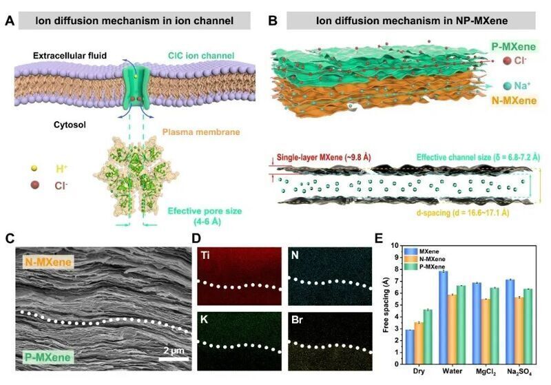 魏迪研究員、王中林院士Sci.Adv.：具有雙向離子選擇性和二維離子邏輯控制能力的仿生Janus膜