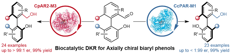 南京工業(yè)大學(xué)郭凱/胡玉靜組ACS Catal：醇脫氫酶催化軸手性聯(lián)芳基酚的對映發(fā)散性合成