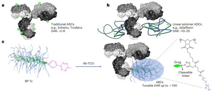 Nat. Biotechnol. | 用于靶向癌癥治療的抗體-瓶刷前藥偶聯(lián)物