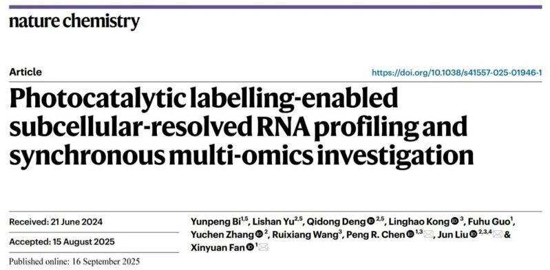 Nat. Chem. | 光催化標(biāo)記探針對亞細(xì)胞轉(zhuǎn)錄組和蛋白組進(jìn)行同步解析