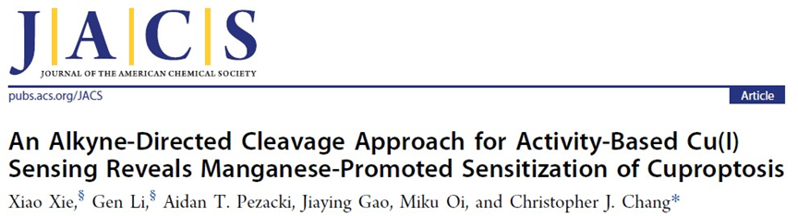 J. Am. Chem. Soc. | 基于活性的Cu(I)傳感的炔烴導向裂解方法揭示錳促進的銅死亡敏感