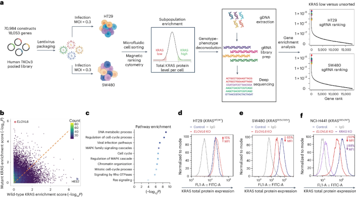 Nat. Chem. Bio. | ELOVL6抑制能夠誘導突變型KRAS降解
