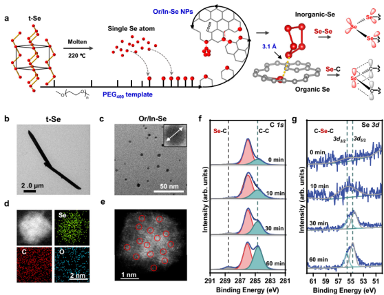 Nat. Commun. | 有機-無機共價硒納米顆粒逆轉缺血再灌注損傷