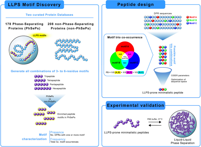 Biomacromolecules | 研究相分離蛋白質(zhì)中氨基酸富集以指導(dǎo)多肽設(shè)計(jì)
