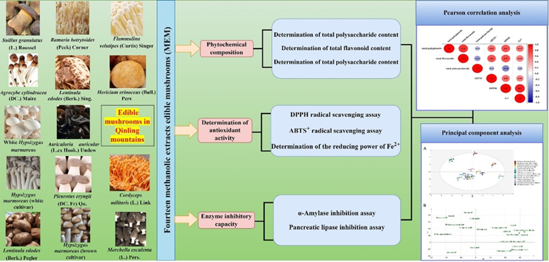 Chemistry & Biodiversity：秦嶺14種食用菌的成分分析及其抗氧化、α-淀粉酶和胰脂肪酶抑制活性的體外研究