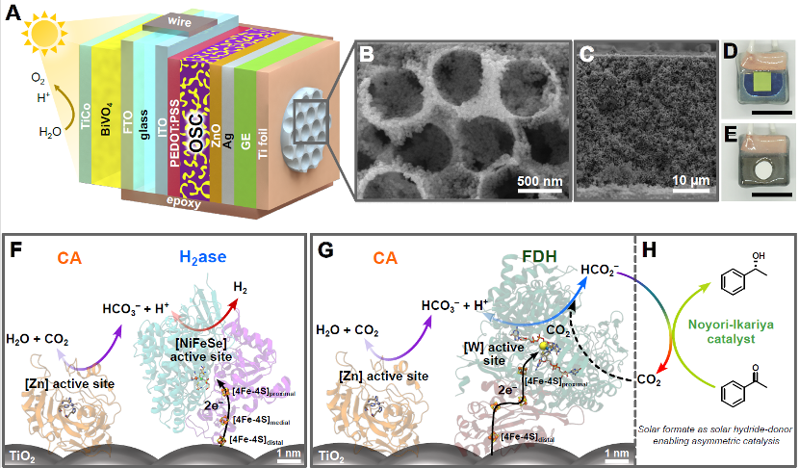 劍橋大學Yeung/劉永鵬/Reisner等人Joule：半人工樹葉實現無偏壓光電化學合成