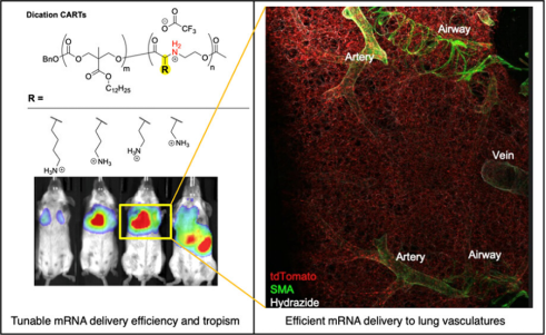 J. Am. Chem. Soc. | 雙離子電荷變化型可釋放轉運體實現mRNA向肺血管內皮細胞的遞送
